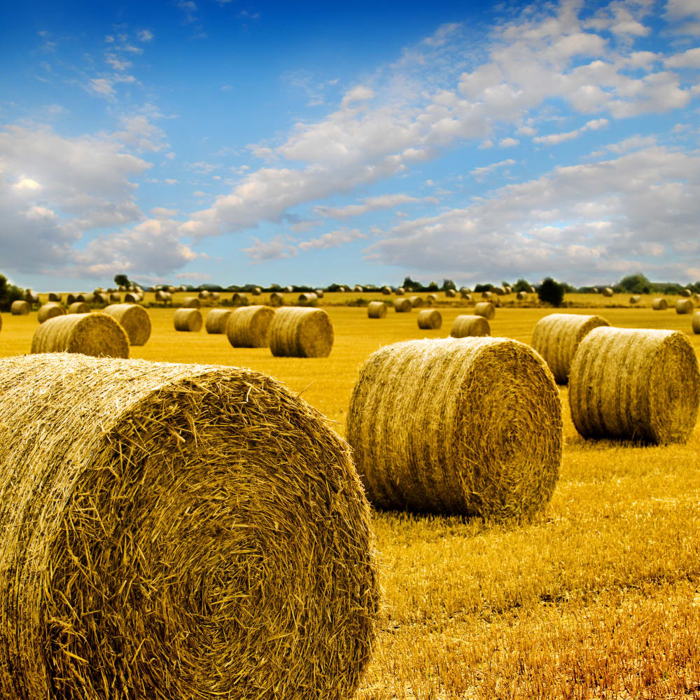 Feed solutions «forage and silage»