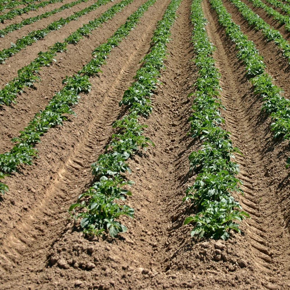 Extraction of Soil using the SpeedExtractor E-916 for the Determination of Pesticides