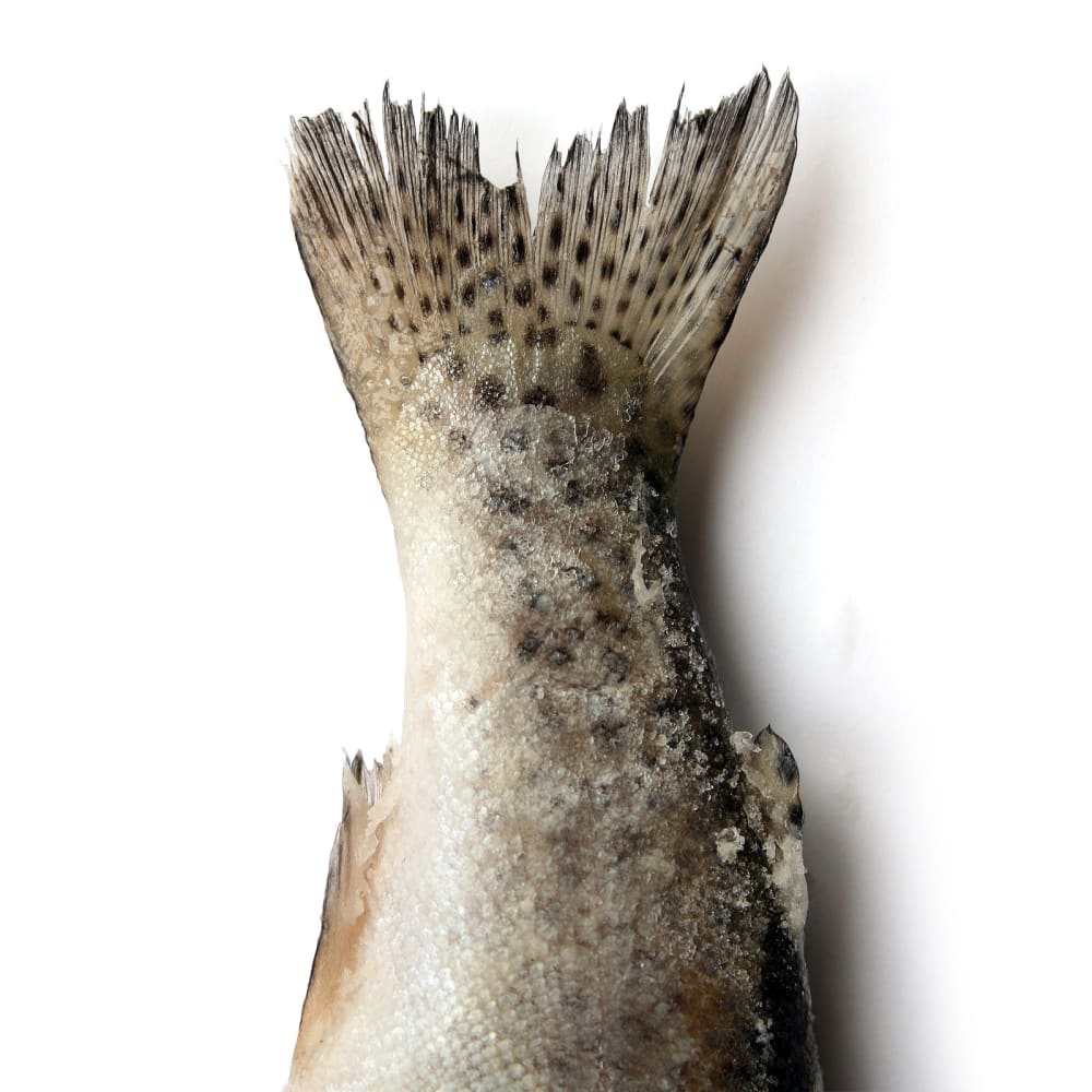Spray Drying of Salmon calcitonin