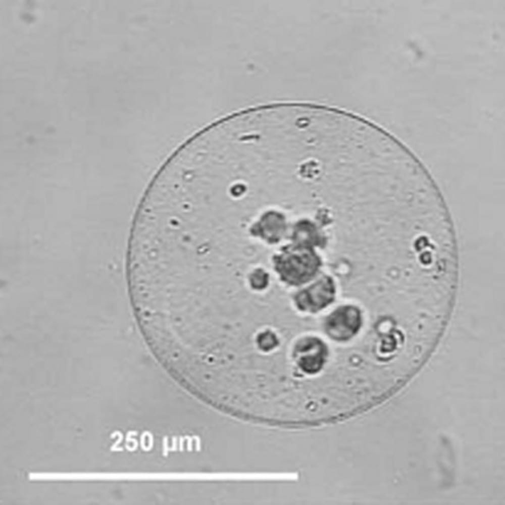 Producing cellulose sulphate microcapsules
