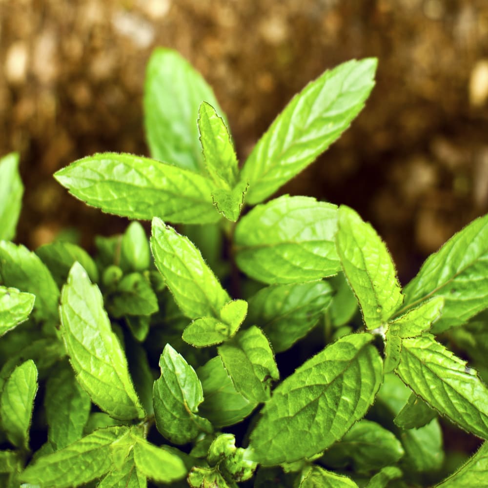 Spray Drying of Ketoprofen and Mint Essence