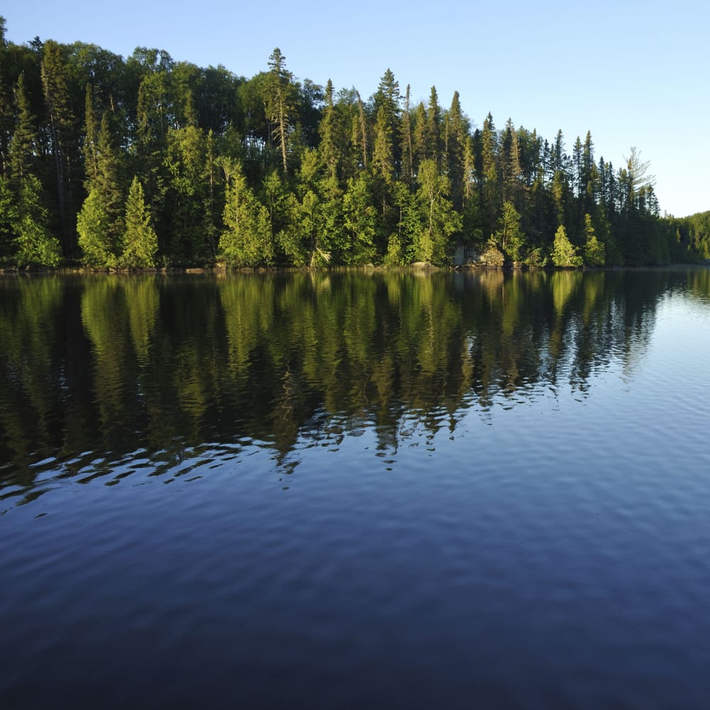 Environment_Lake_Forest.tiff