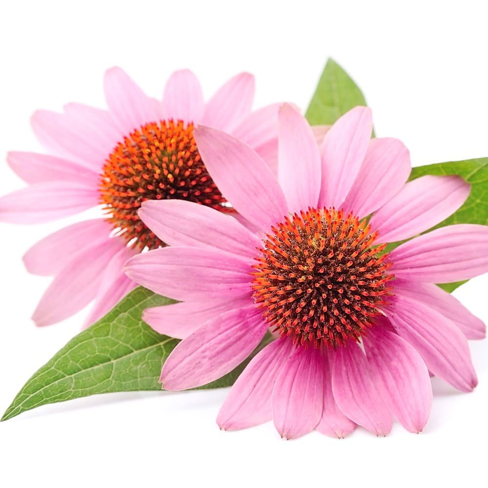 Spray Drying of Echinacea purpurea extract