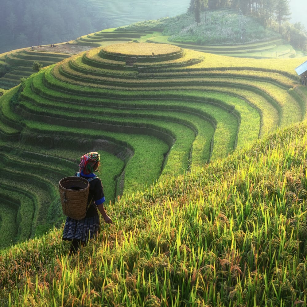 Nitrogen and protein determination in rice