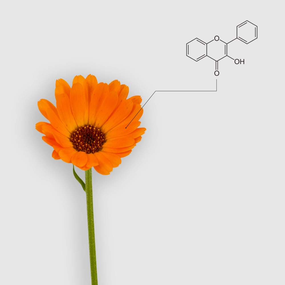 Determinação de flavonoides em <i>calendula officinalis</i> (calêndula)