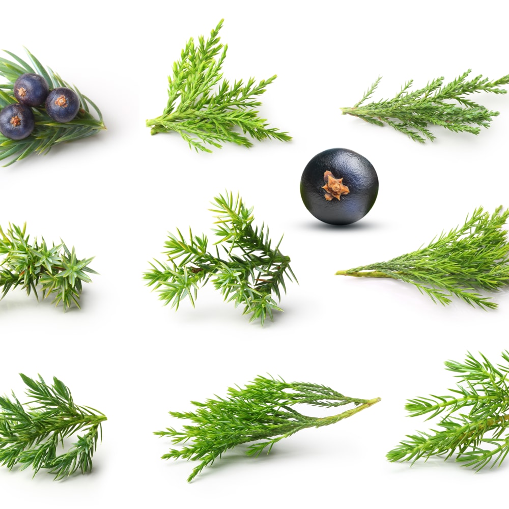 Spray Drying of Spruce needle extract