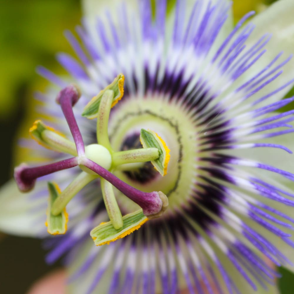 Spray Drying of Passion flower