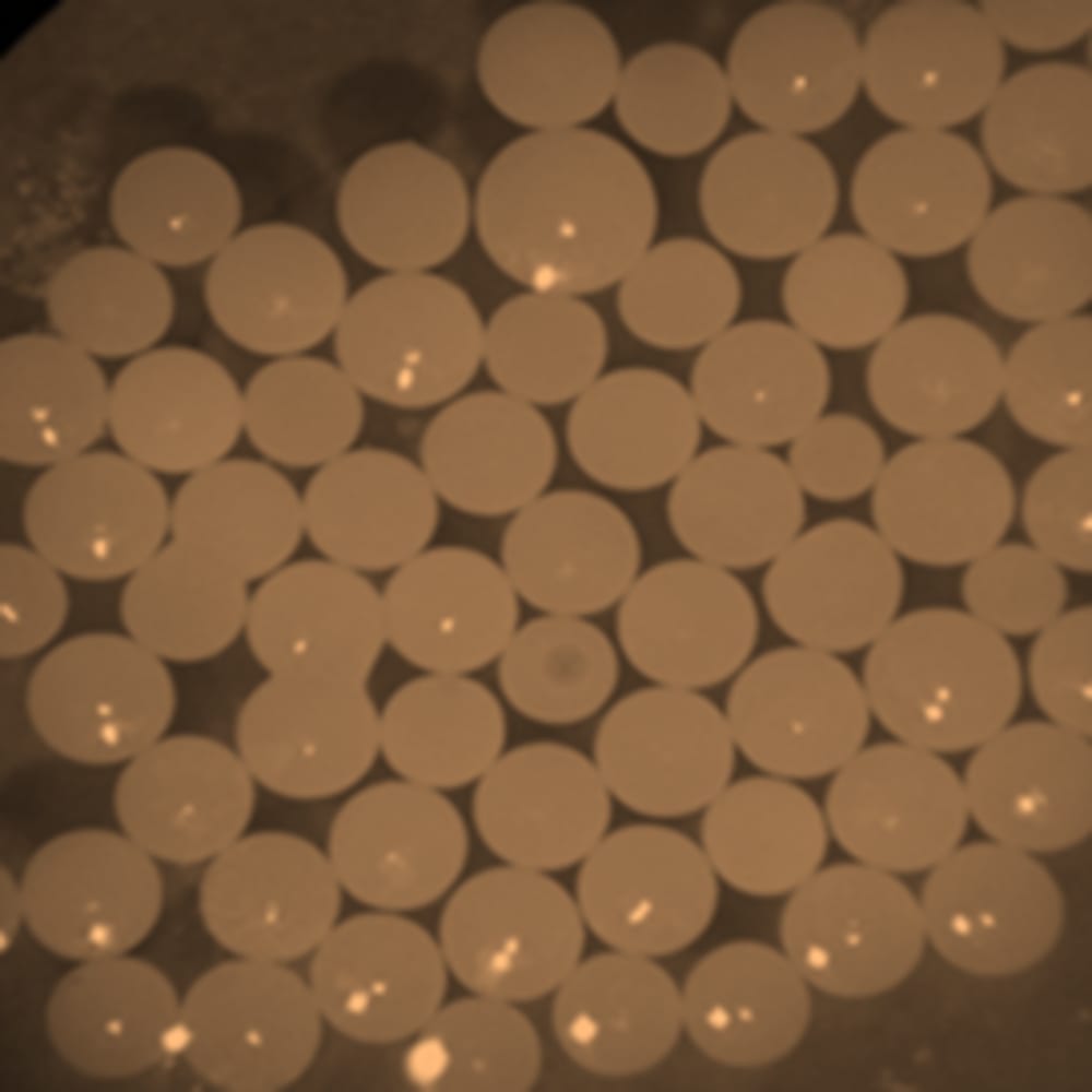 Production of hard fat beads