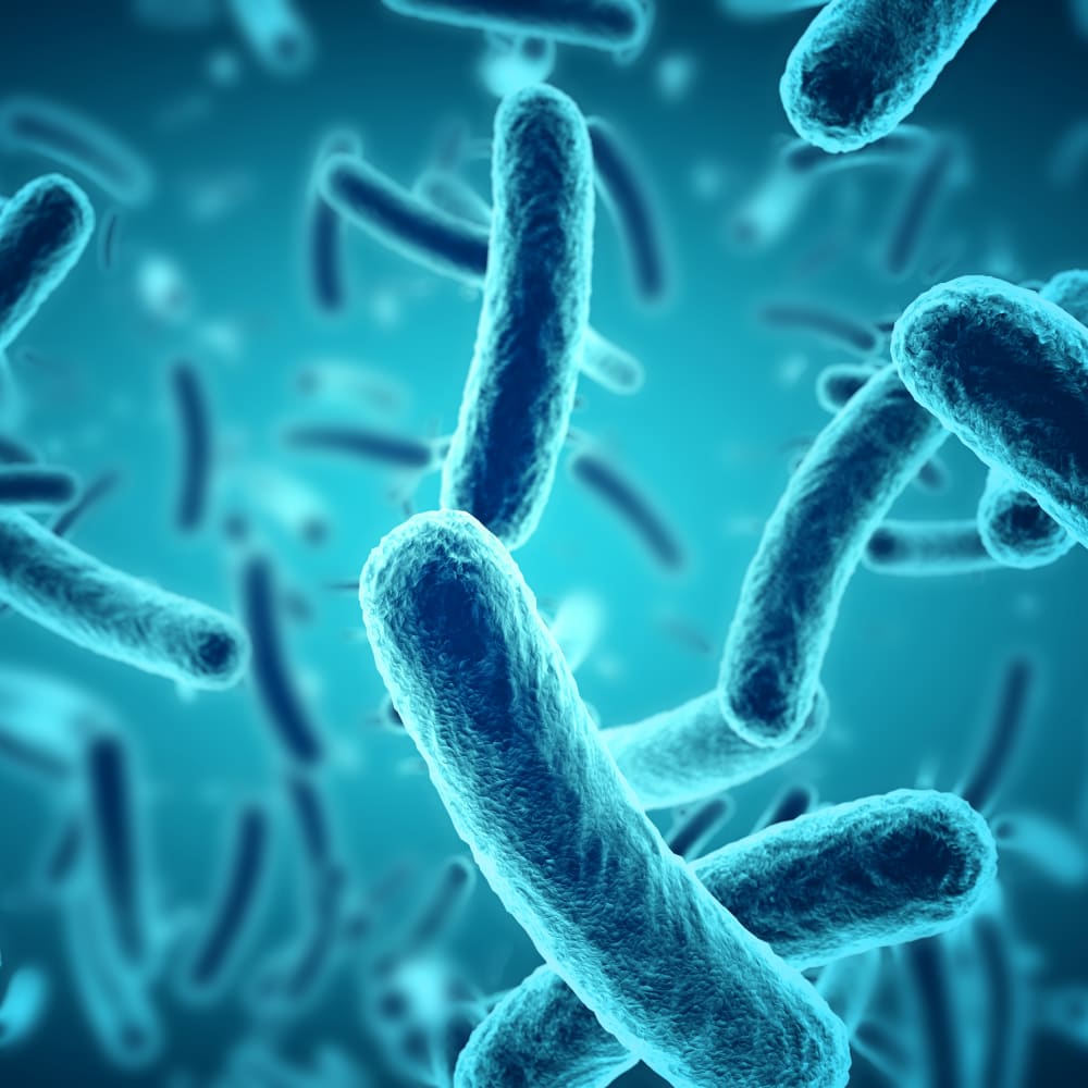 Spray Drying of Bacillus subtilis spores