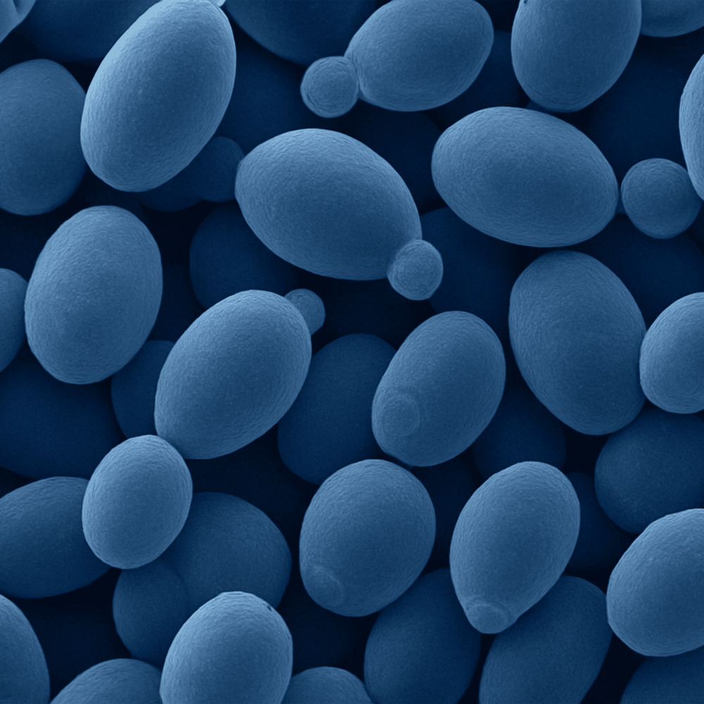 Freeze drying of beads containing yeasts