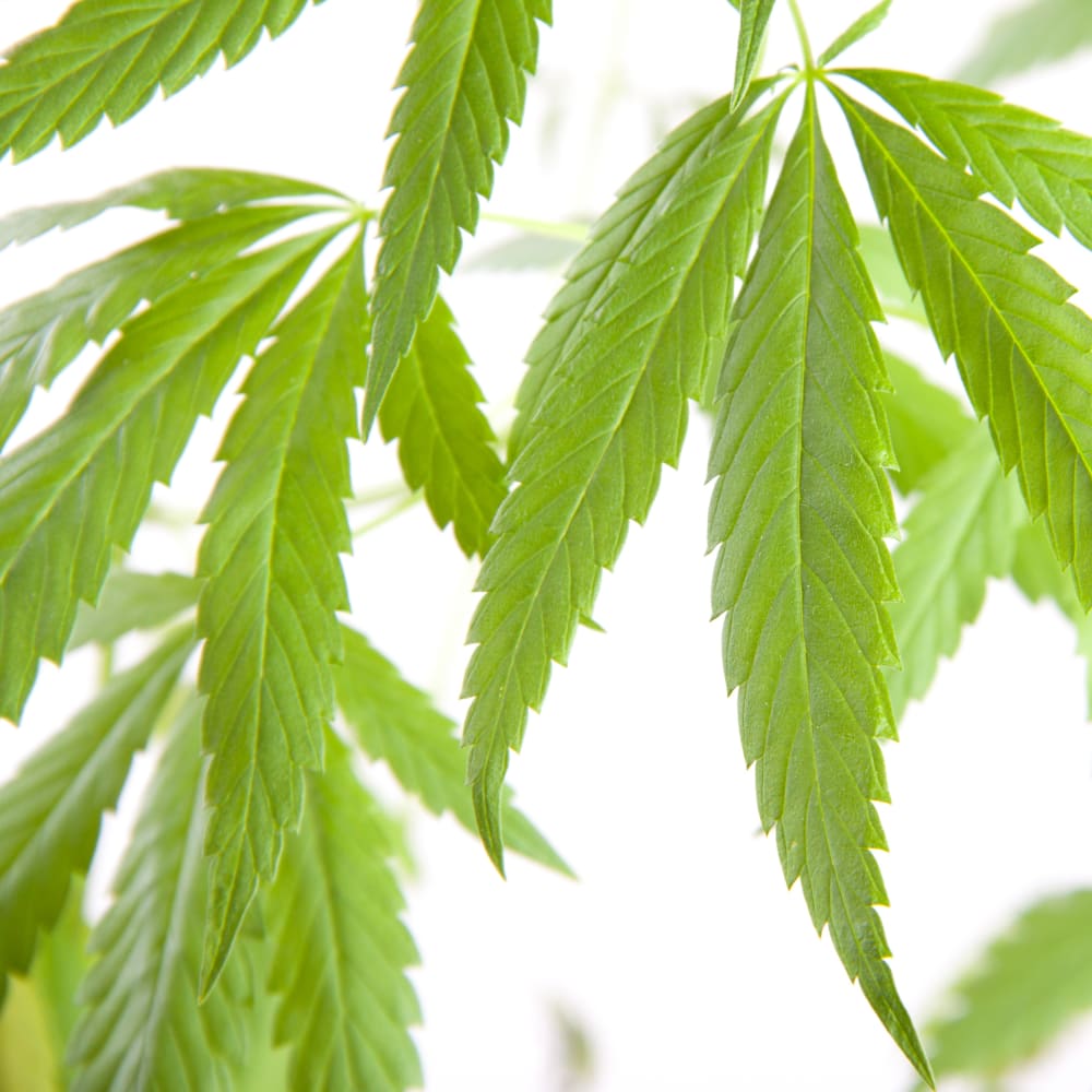 Spray Drying for Cannabis