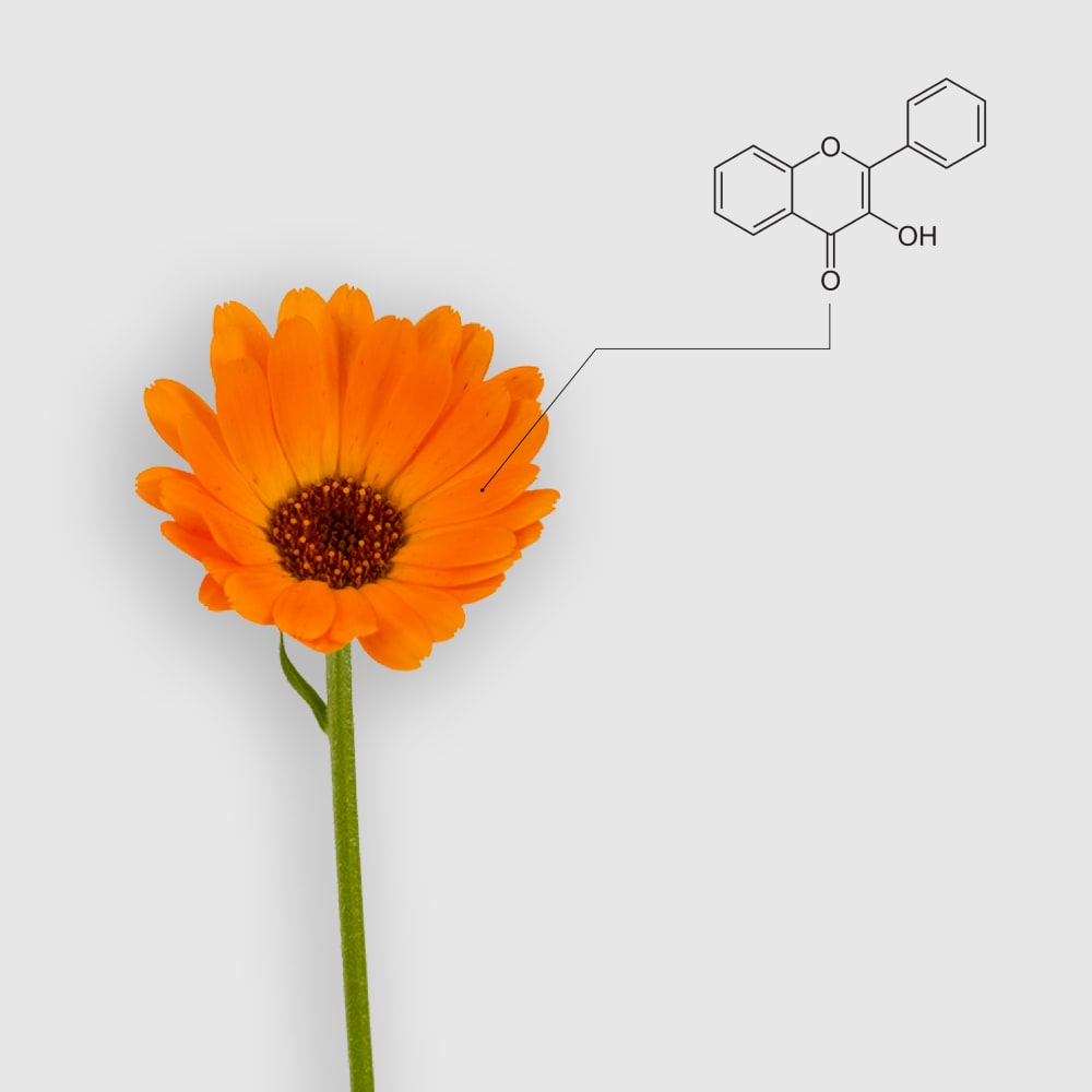 Penetapan flavonoid dalam calendula officinalis (marigold)