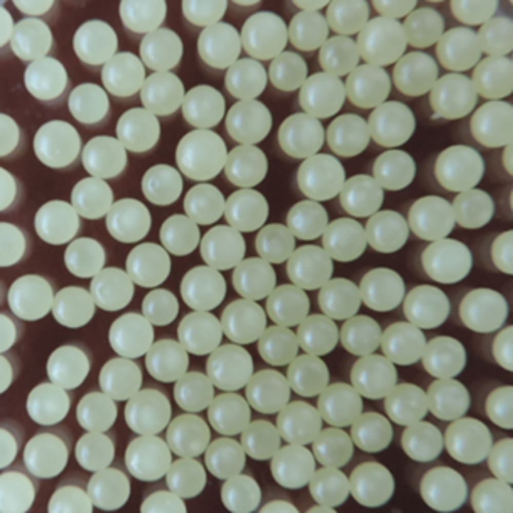 Production of hard fat capsules