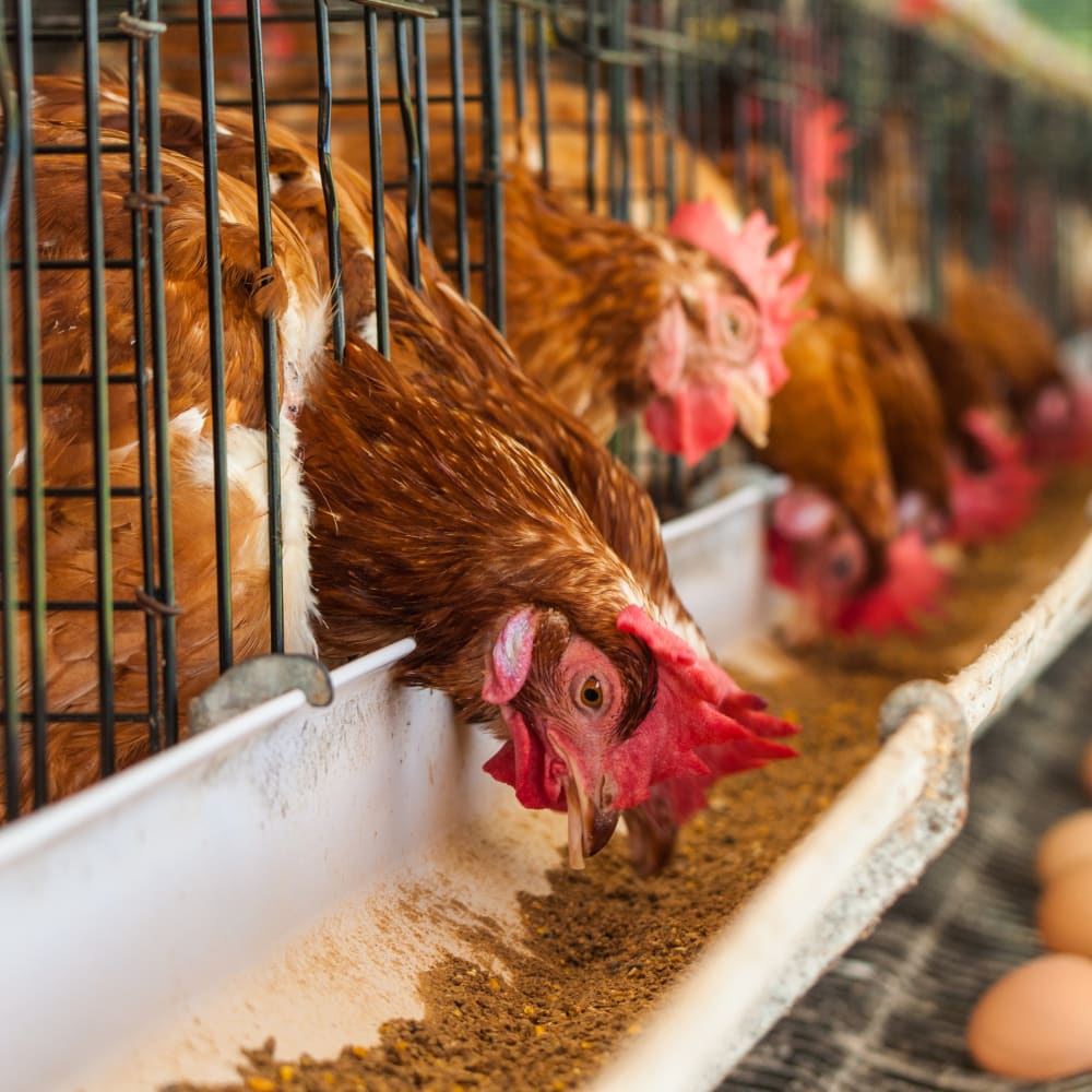 Monitoring the Mixing Step in Feed Production with NIR
