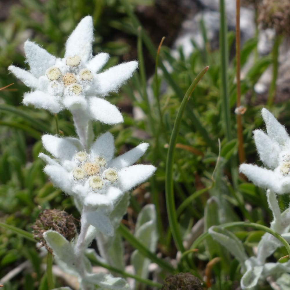 Extraction of Edelweiss (Leontopodium alpinum) using the SpeedExtractor E-916 for the Determination of Total Polyphenol Content