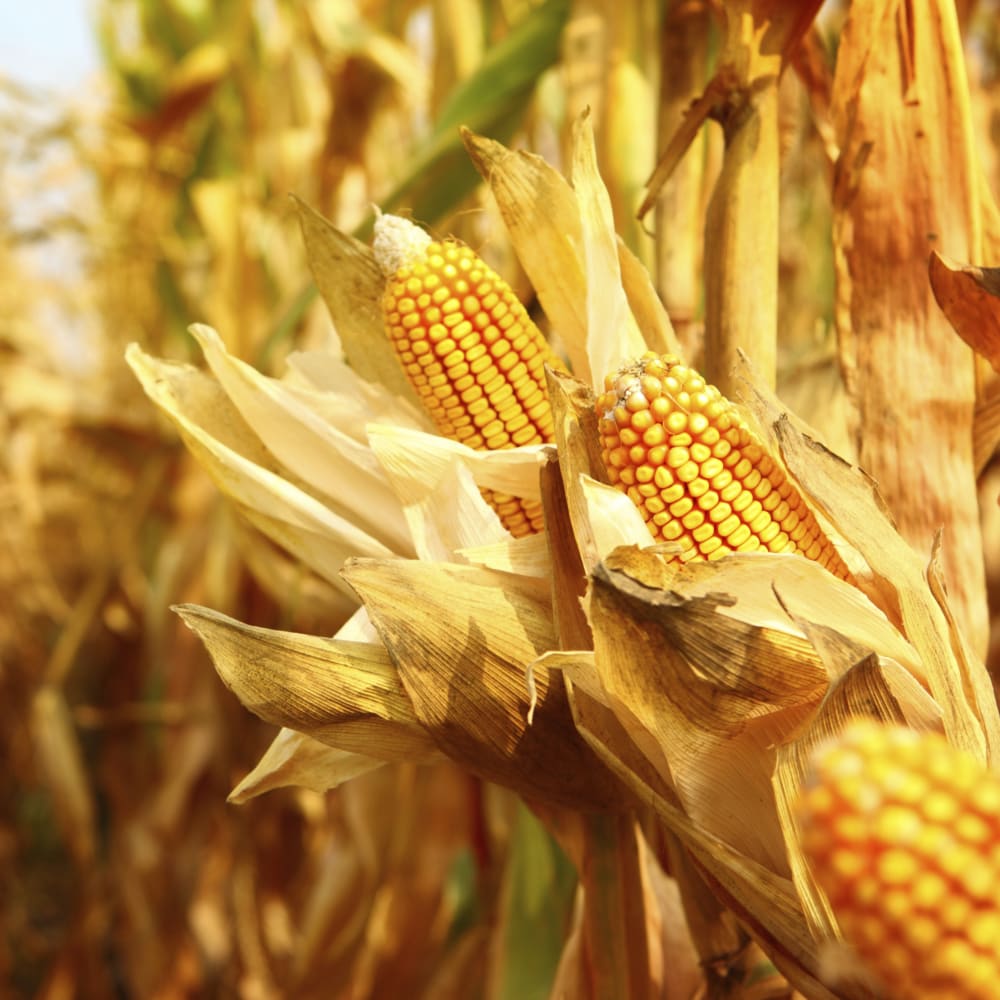 Feed / Agricultural Products