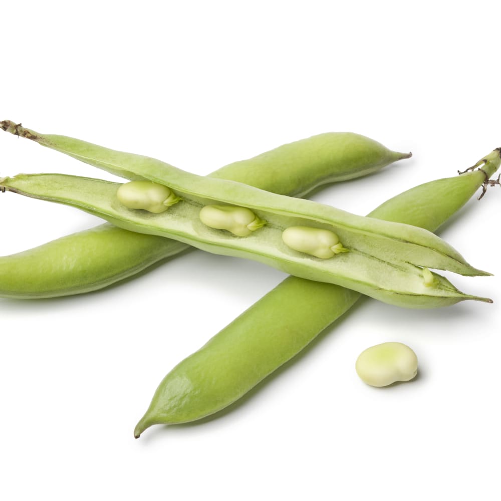 Spray Drying of Broad bean protein isolate