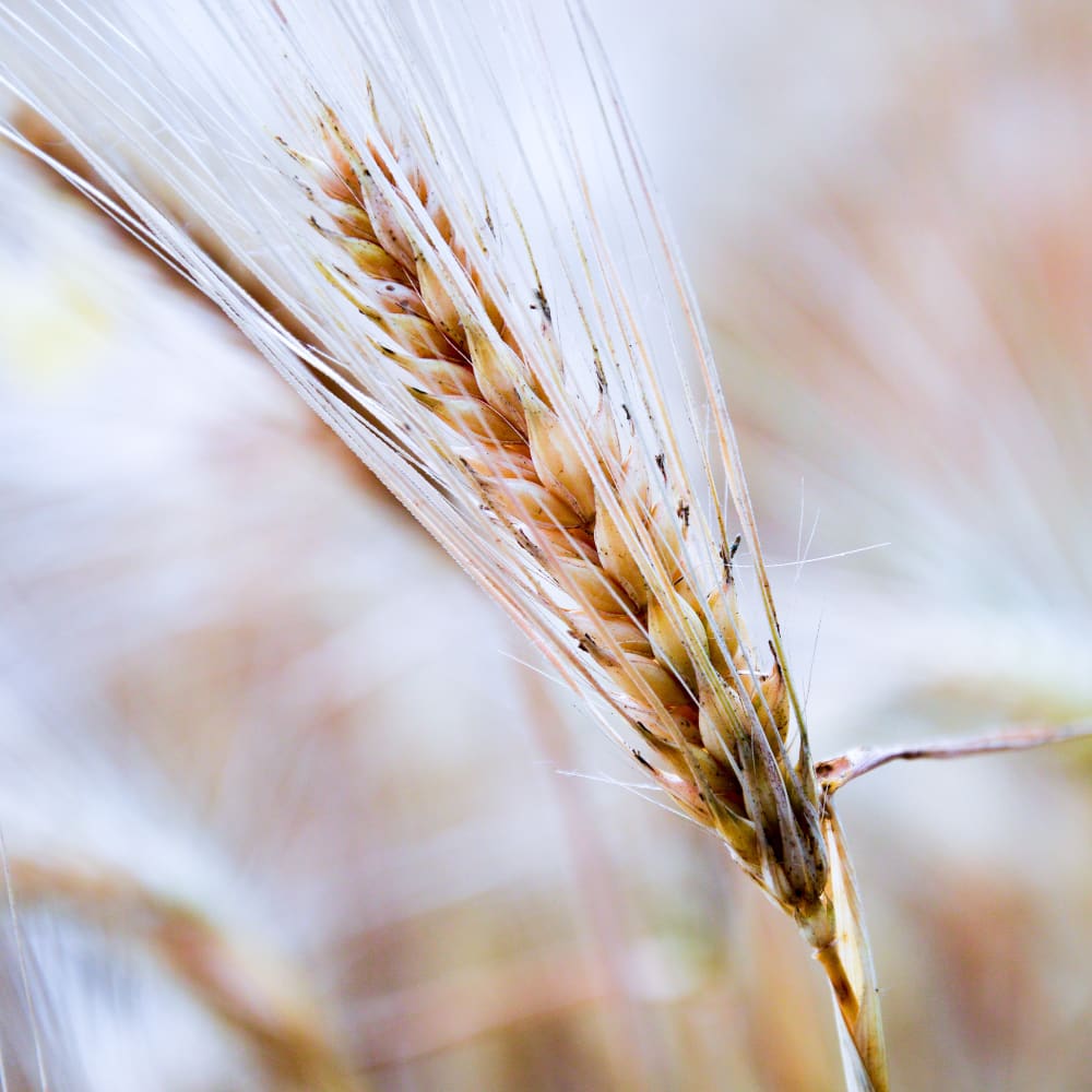 Nitrogen & protein determination in starch and gluten