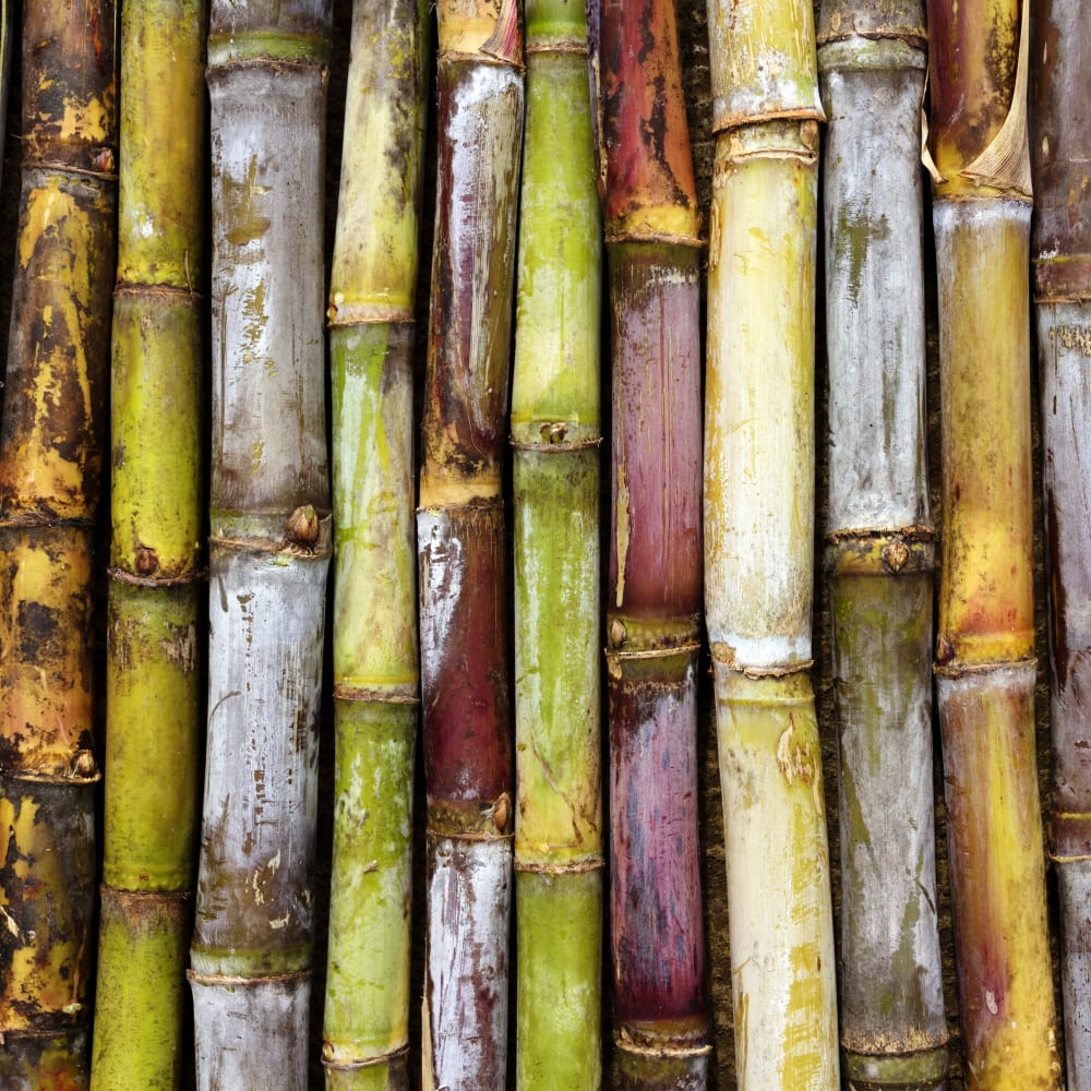 Monitoring Sugar Cane at Reception with NIR