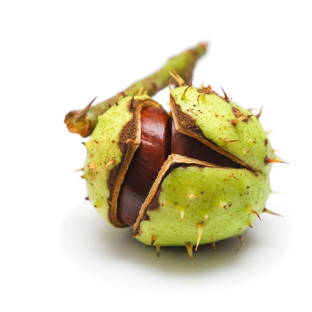 Spray Drying of Chestnut extract