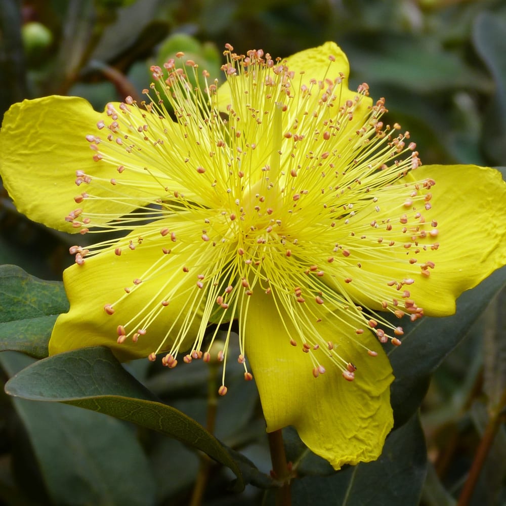 Pre-Extraction and Extraction of Hypericin in St. John's Wort (Hypericum perforatum) using the SpeedExtractor E-916